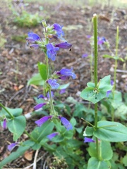 Penstemon anguineus