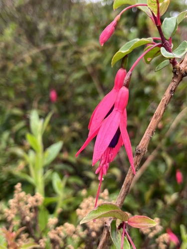 Fuchsia regia, photograph 5