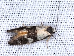 Cosmaresta archedora