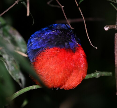 Black-crowned Pitta (Erythropitta ussheri), photo 7
