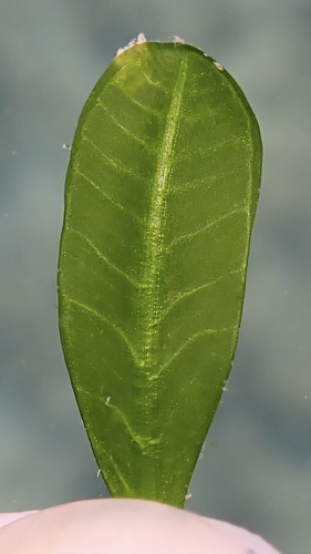 Halophila hawaiiana