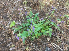 Penstemon anguineus