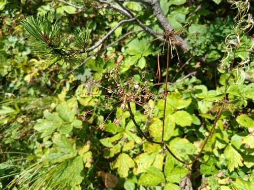 Image of Peucedanum ostruthium by (c) Vladimír Fuka, some rights reserved (CC BY)