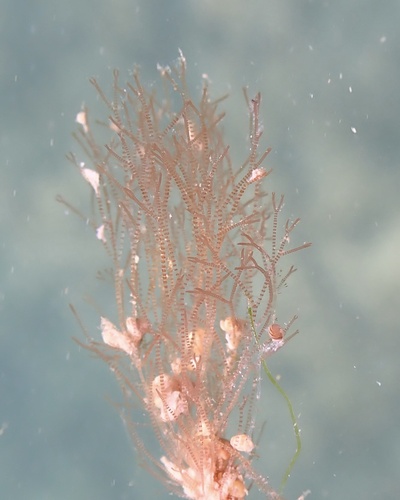 Ceramium tranquillum