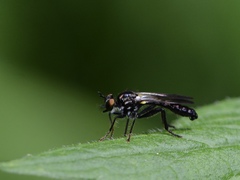 Eudioctria