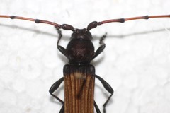 Tragidion densiventre