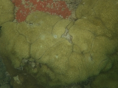 Palythoa caribaeorum