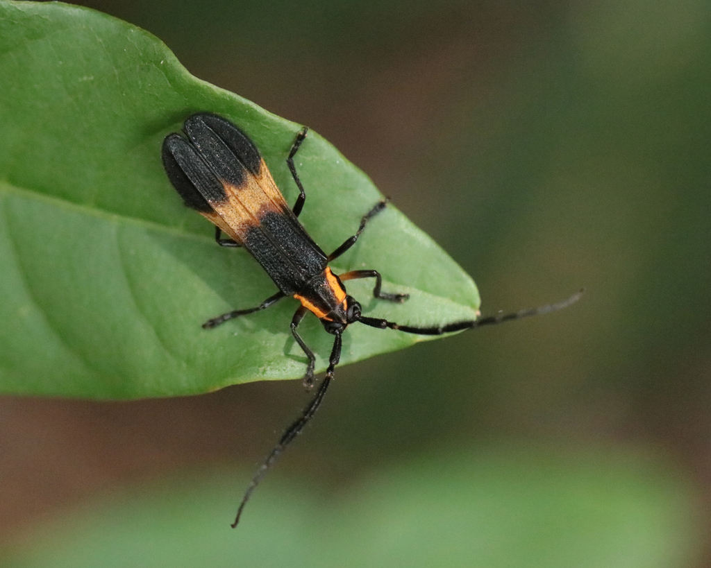 Lycaneptia nigrobasalis