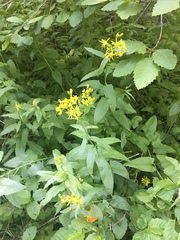 Senecio triangularis