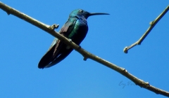 Anthracothorax nigricollis