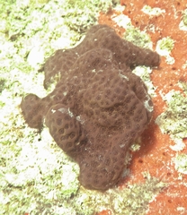 Eudistoma hepaticum