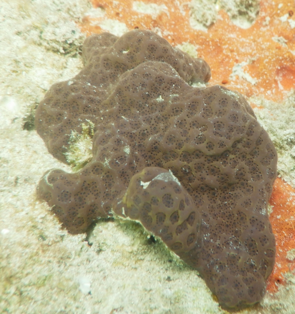 Sea Liver
