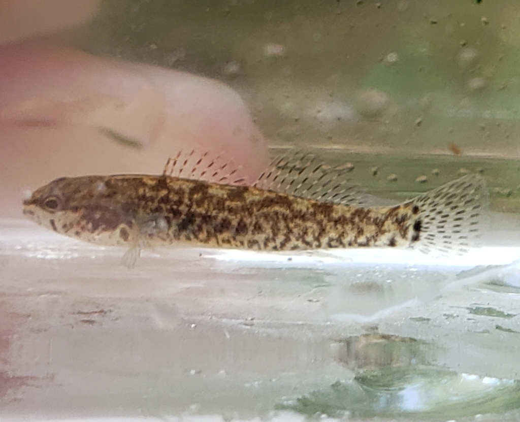 Spottail darter (Etheostoma squamiceps) — Percidae