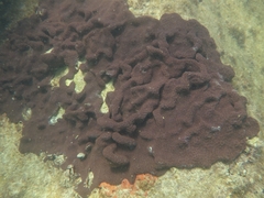 Eudistoma hepaticum