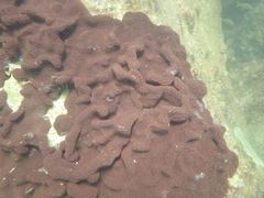 Eudistoma hepaticum