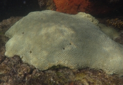 Pseudodiploria clivosa