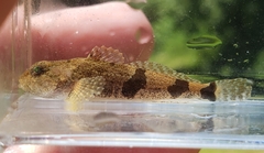 Banded Sculpin photo 2