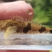 Banded Sculpin - Photo (c) jasonrl, some rights reserved (CC BY-NC), uploaded by jasonrl