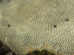 Pseudodiploria clivosa