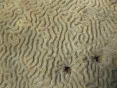 Pseudodiploria clivosa