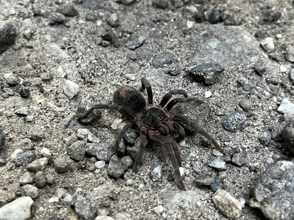 Homoeomma montanum