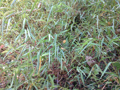 Microstegium vimineum