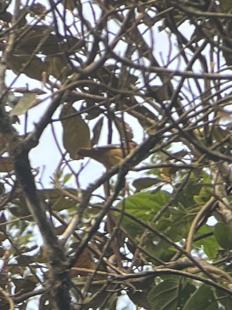 Black-capped Piprites (Piprites pileata), photo 10