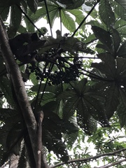 Pourouma cecropiifolia