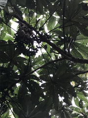 Pourouma cecropiifolia