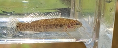 Etheostoma squamiceps
