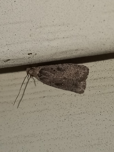 Clay-colored Agonopterix Moth photo 2