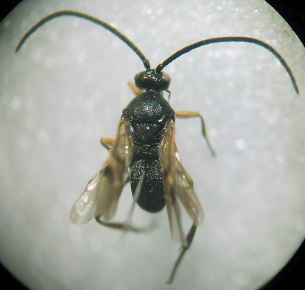 Diolcogaster abdominalis