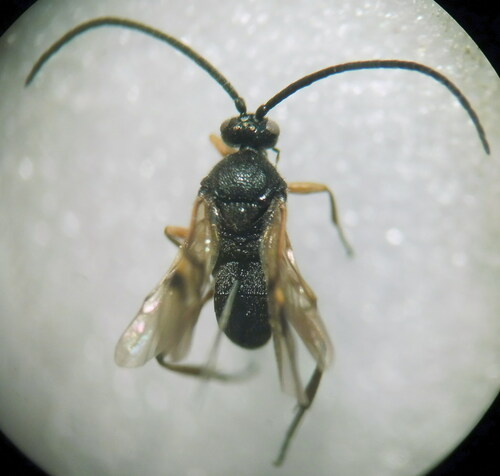 Diolcogaster abdominalis