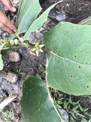 Solanum sessiliflorum