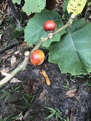 Solanum sessiliflorum