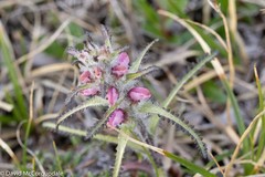 Pedicularis hirsuta