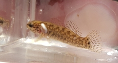Etheostoma squamiceps