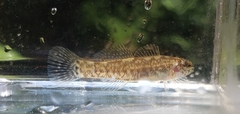 Etheostoma squamiceps