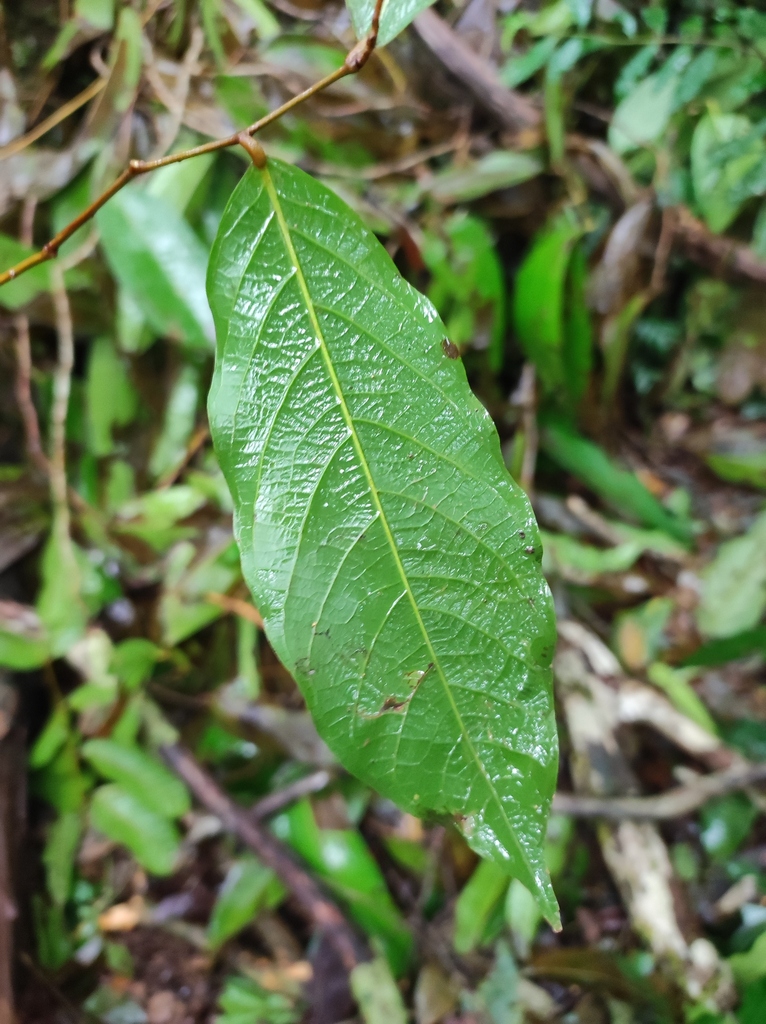 Leptobalanus sparsipilis