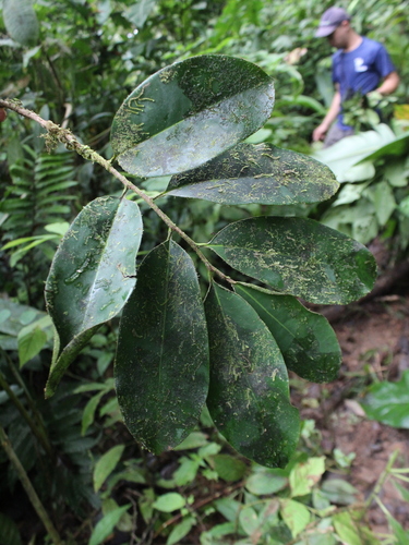 Foto de Pleodendron costaricense