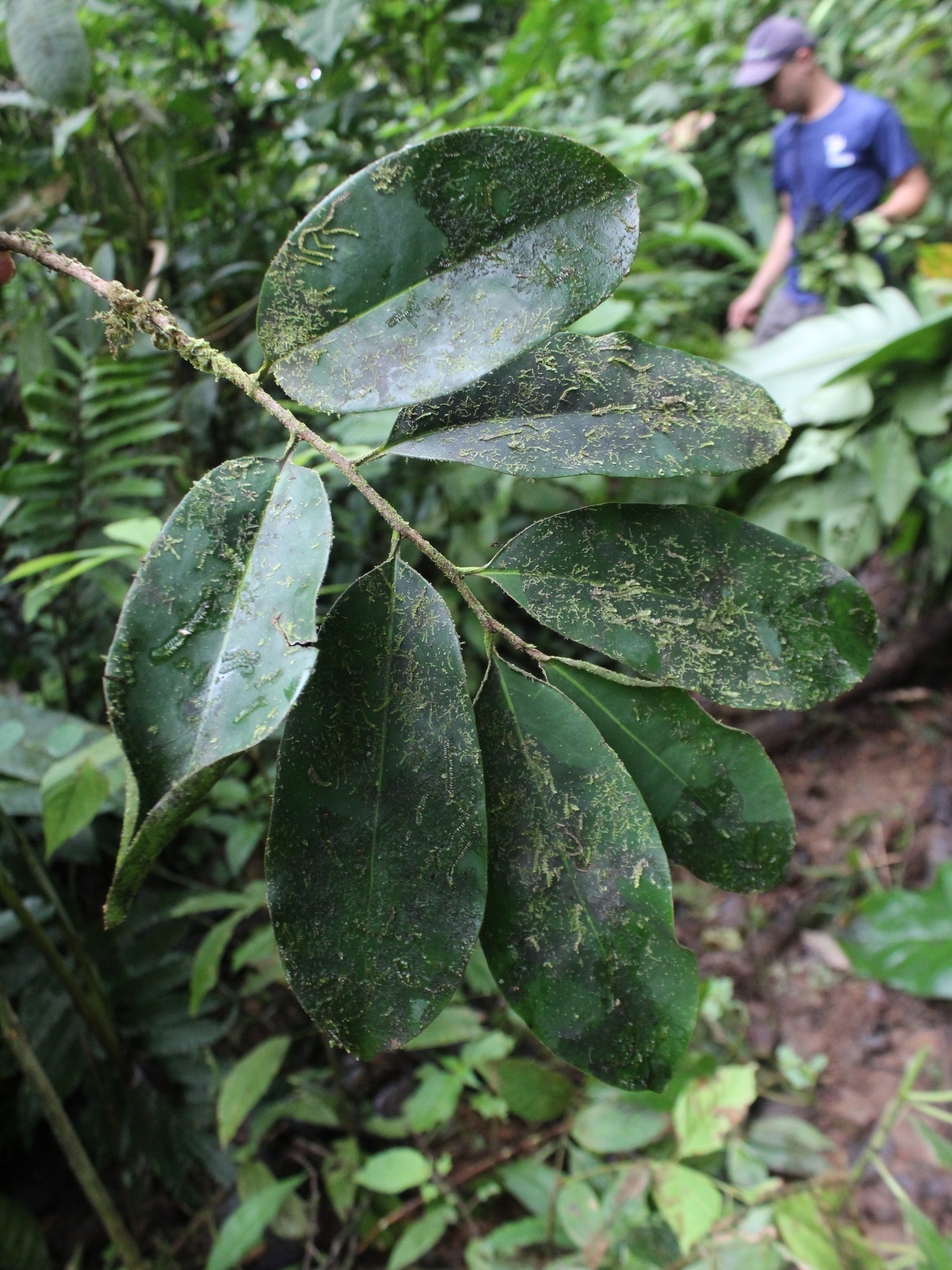 Imagem de Pleodendron costaricense