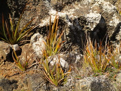 Libertia peregrinans