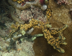 Parazoanthus swiftii