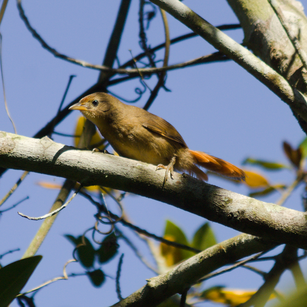 Phacellodomus ferrugineigula