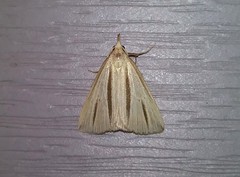 Macrochilo bivittata