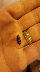 Melanophila consputa
