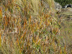 Libertia peregrinans