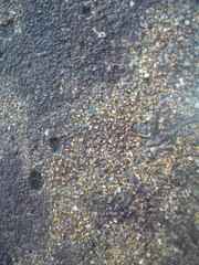 Protoblastenia rupestris