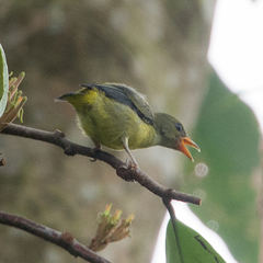 Dicaeum trigonostigma