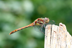 Sympetrum striolatum